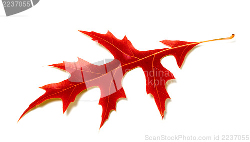 Image of Red leaf of oak on white background