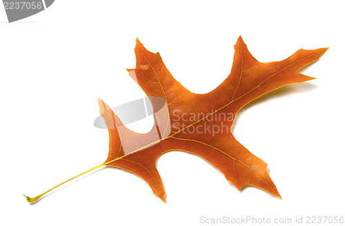 Image of Autumn leaf of oak