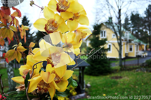 Image of orchid flowers on a background of the garden house in autumn