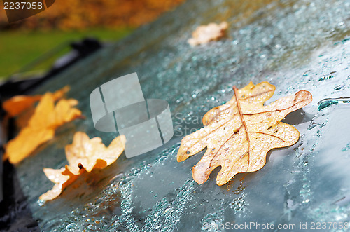 Image of autumn oak leaves and drops of water on the car windscreen