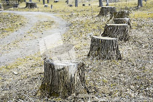 Image of stumps of felled poplars along the walkway 