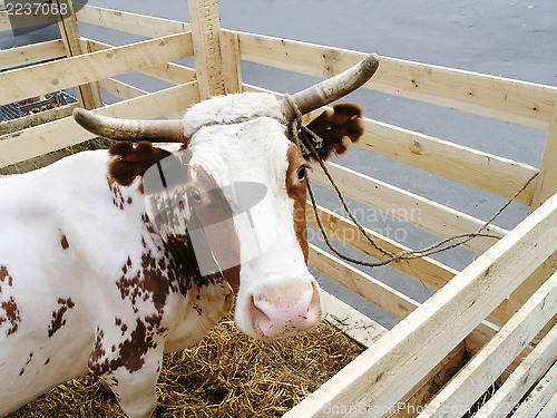 Image of cow in the paddock