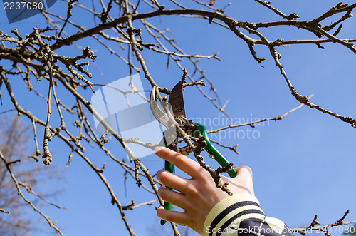 Image of hand cut fruit tree twig clipper spring garden 