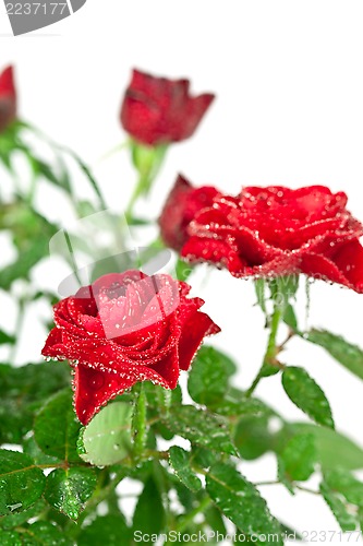 Image of red roses with water drops