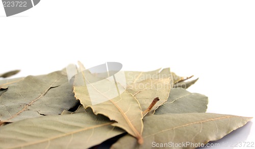 Image of Spice - Bay Leaves close up