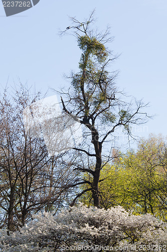 Image of Dead tree and Turtledove on it