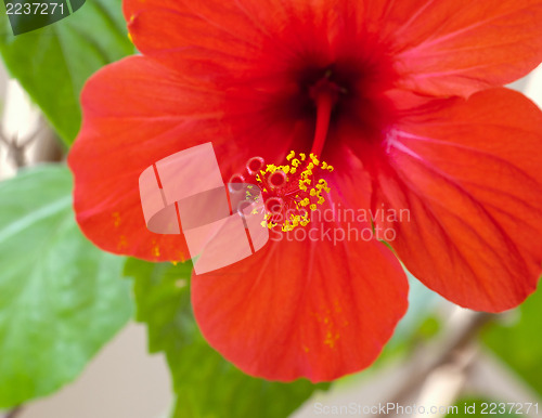 Image of Red hibiscus flower