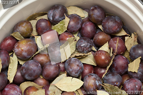 Image of Prepared for pickling plums