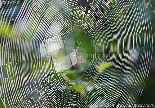 Image of Spiderweb