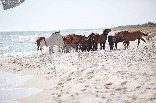 Image of Wild horses on the beach