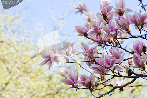 Image of Magnolia blossoms