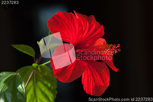 Image of Red hibiscus flower