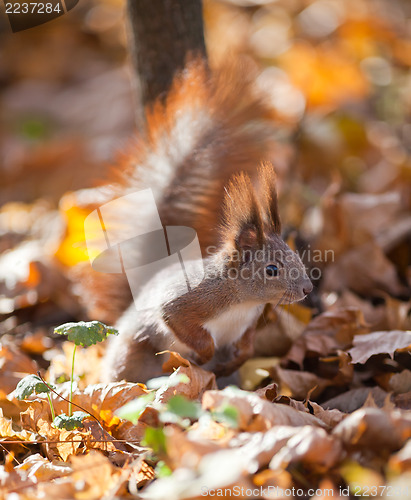 Image of Red squirrel 