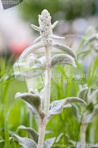 Image of Stachys