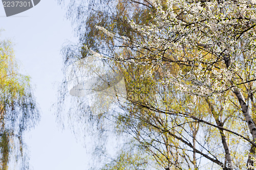 Image of Branches in the spring