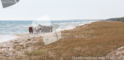 Image of Herd of wild horses