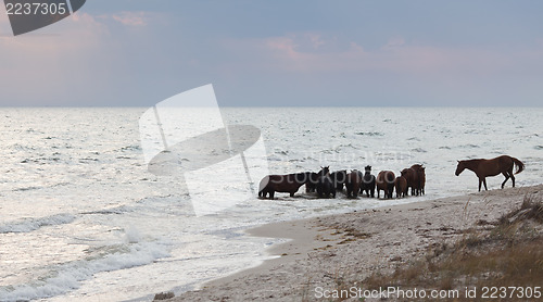 Image of Herd of wild  horses