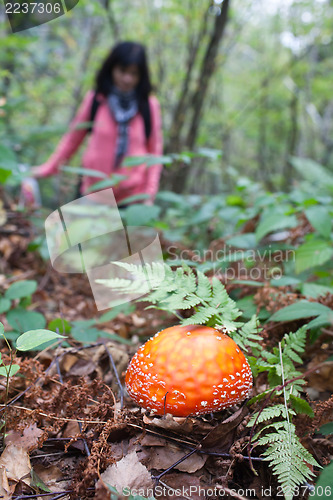 Image of Mushroom