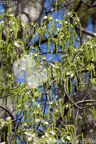 Image of Birch tree in spring