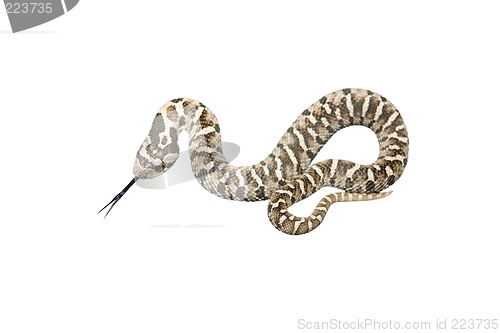 Image of Serpent