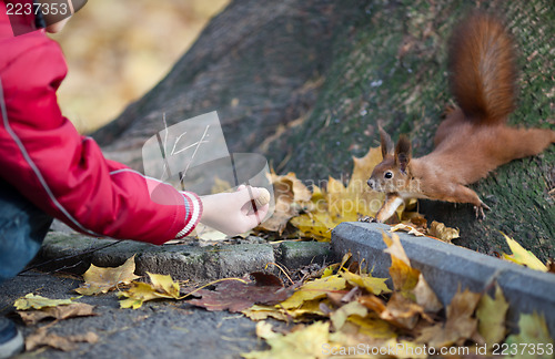 Image of Feeding squirrel