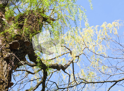 Image of Willow with fresh spring leaves