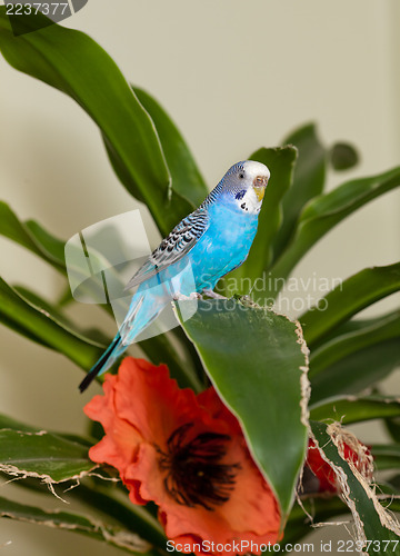 Image of Blue budgie