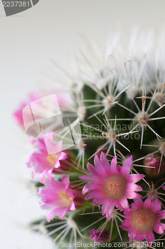 Image of Cactus flowers