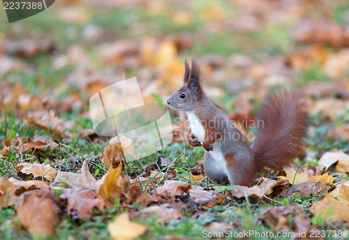 Image of Red squirrel 