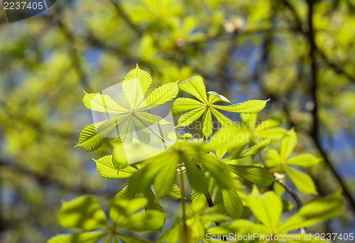 Image of Fresh spring leaves