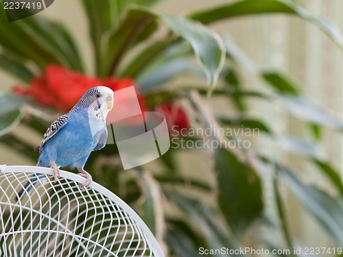 Image of Blue budgie