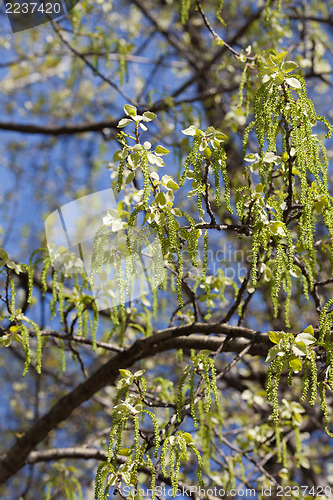 Image of Birch tree in spring