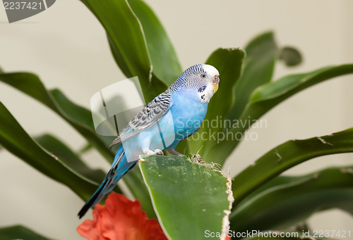 Image of Blue budgie on leaf