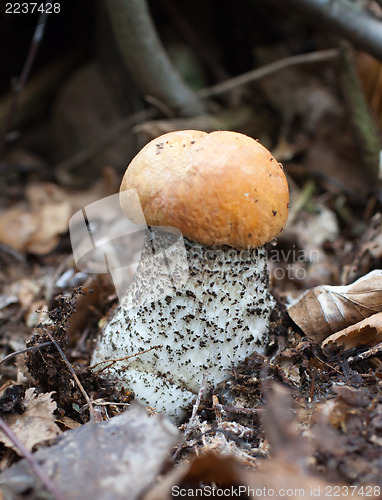 Image of Leccinum