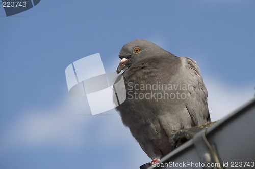 Image of pigeon