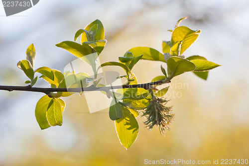 Image of Fresh spring leaves and willow catkin