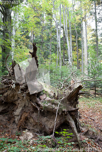 Image of Roots of a dead tree trunk