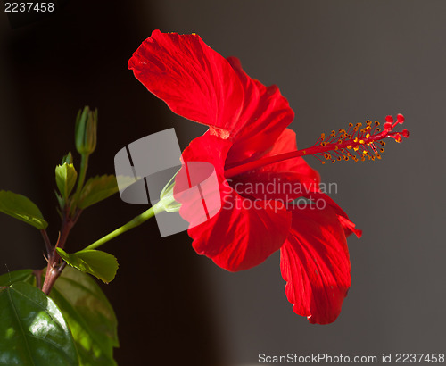 Image of Red hibiscus flower