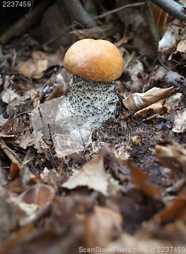 Image of Leccinum