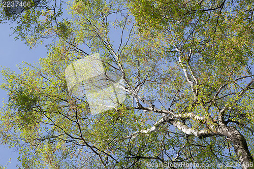 Image of Birch tree with fresh Spring leaves