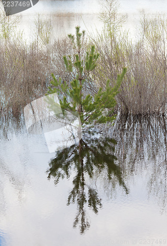 Image of Pine tree flooded