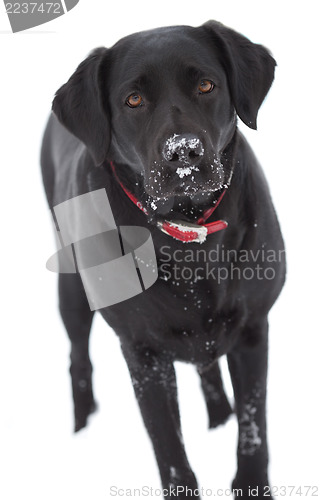 Image of Black labrador dog isolated