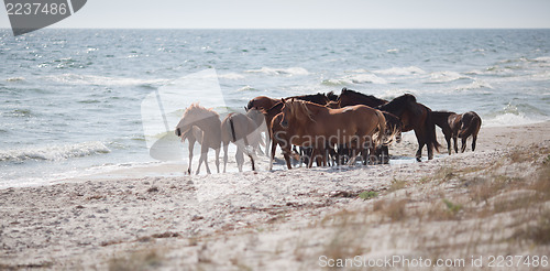 Image of Wild horses on the beach