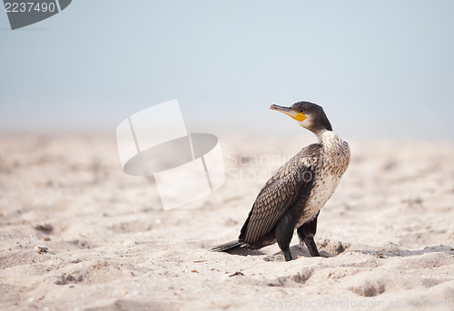 Image of Cormorant