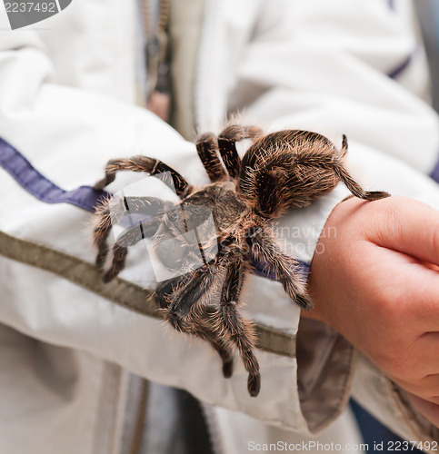 Image of Big hairy tarantula