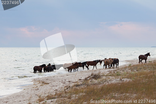 Image of Herd of Horses