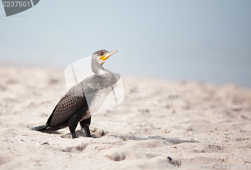 Image of Cormorant