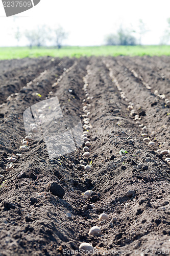 Image of Spring planting