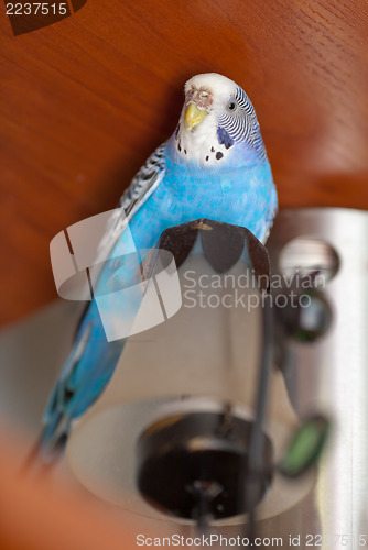 Image of Budgie on lamp