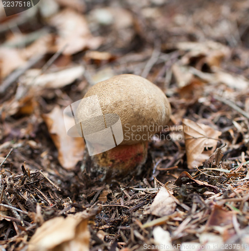 Image of Forest mushroom